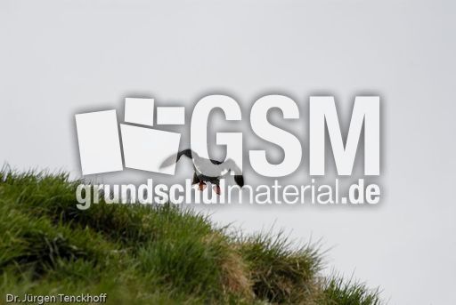 Papageitaucher (9 von 20).jpg